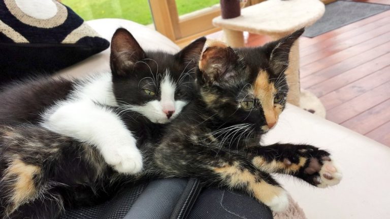 Fleur and Ziggy - my permanent Cat Sitting clients Fleur and Ziggy - my permanent Cat Sitting clients