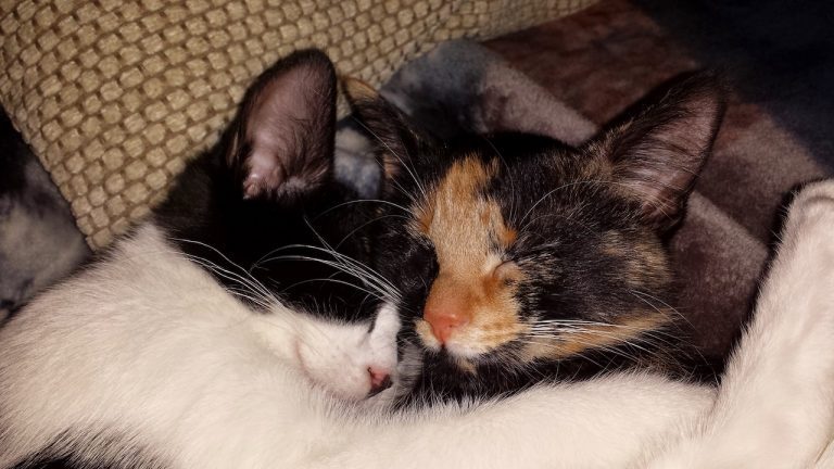 Fleur and Ziggy - my permanent Cat Sitting clients Fleur and Ziggy - my permanent Cat Sitting clients