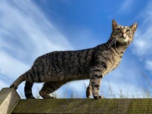 Cute Cat Image
