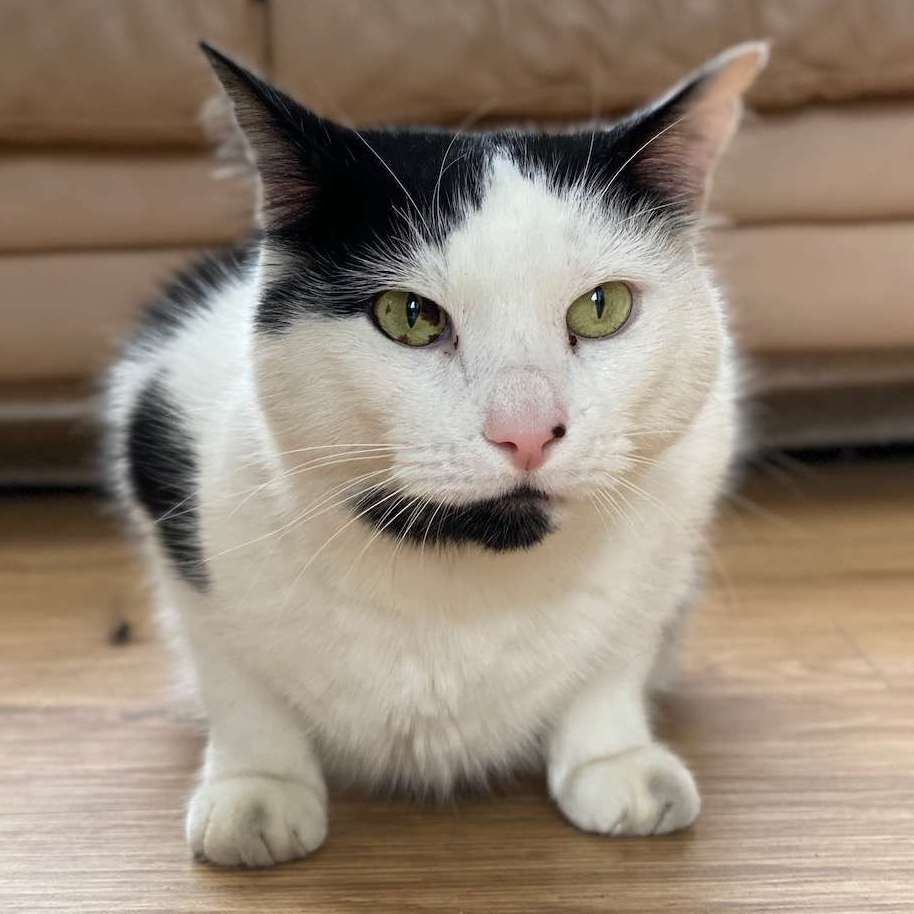 Oscar
