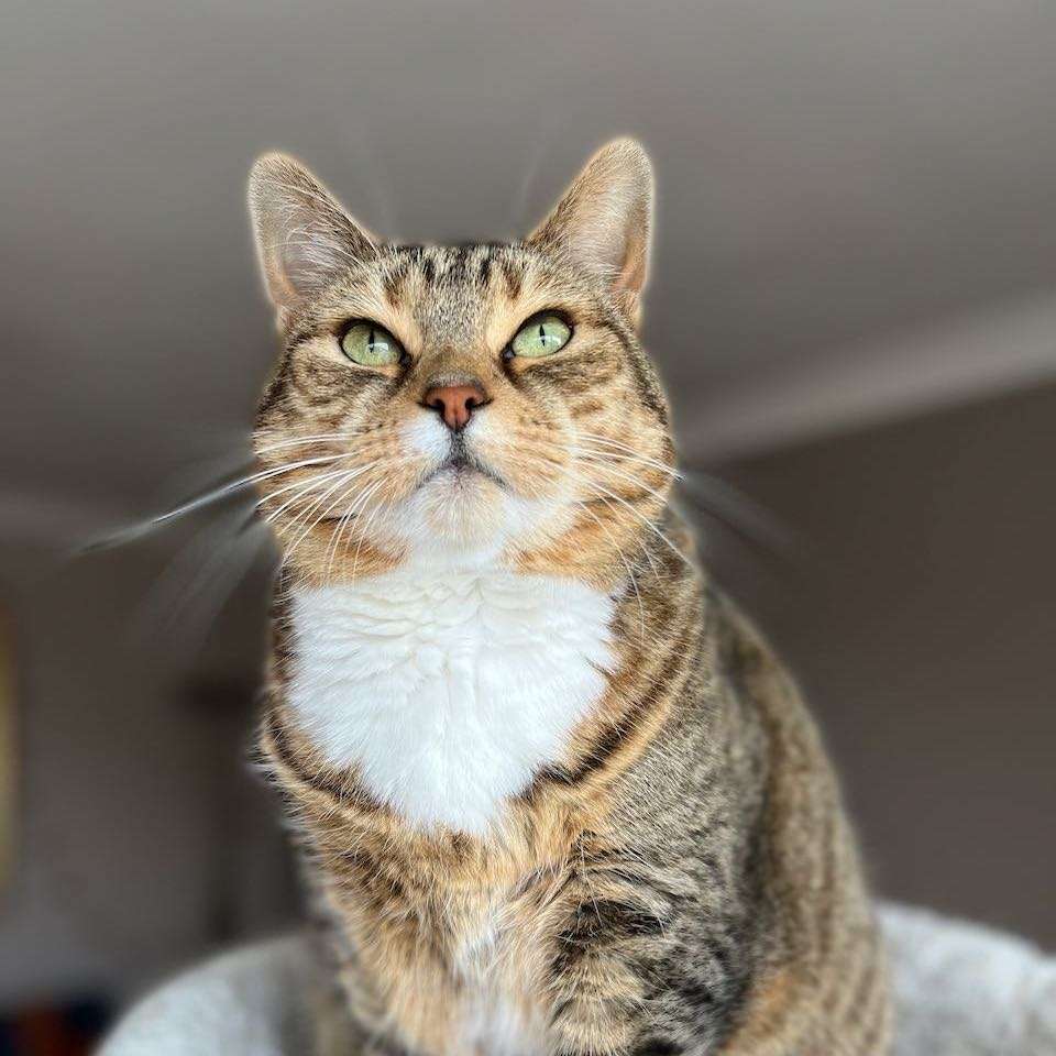Ziggy