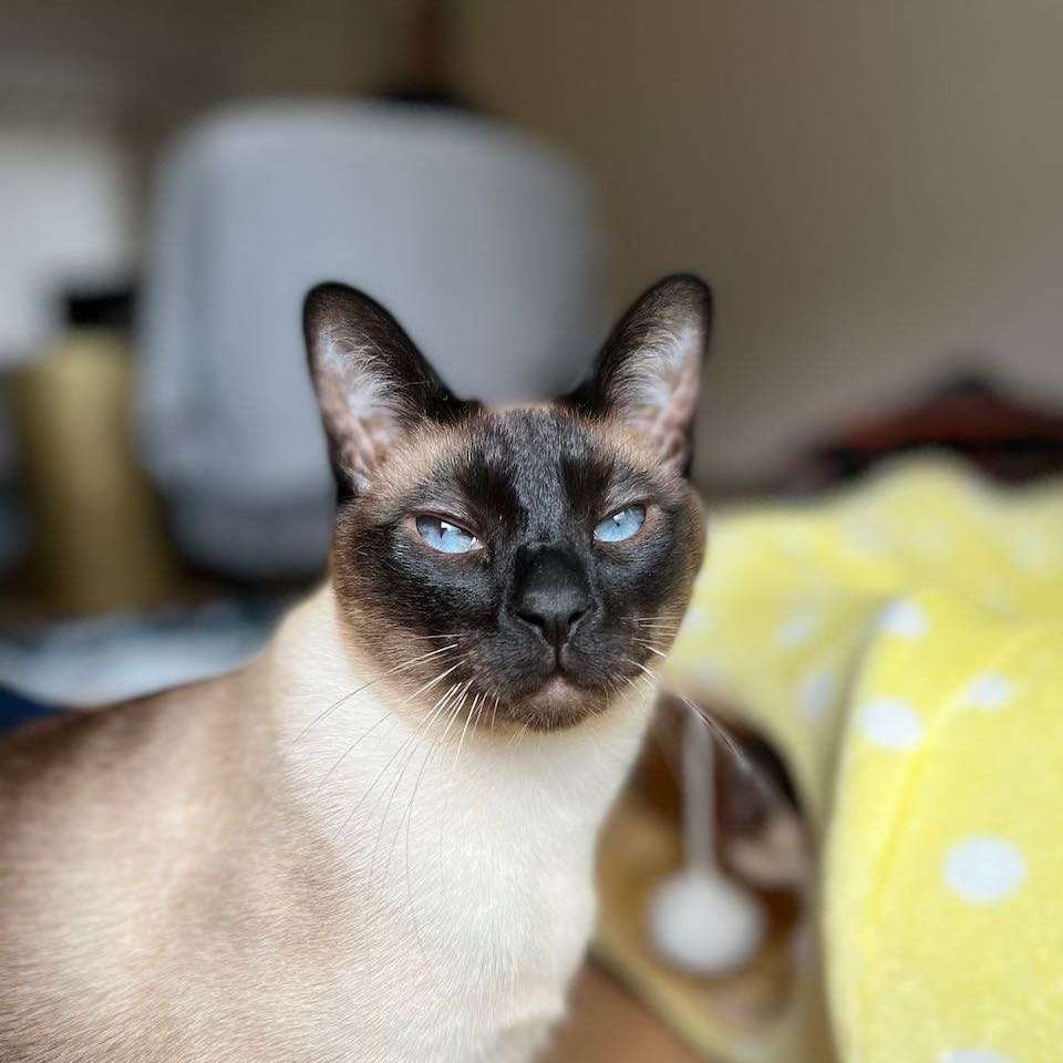 Monty