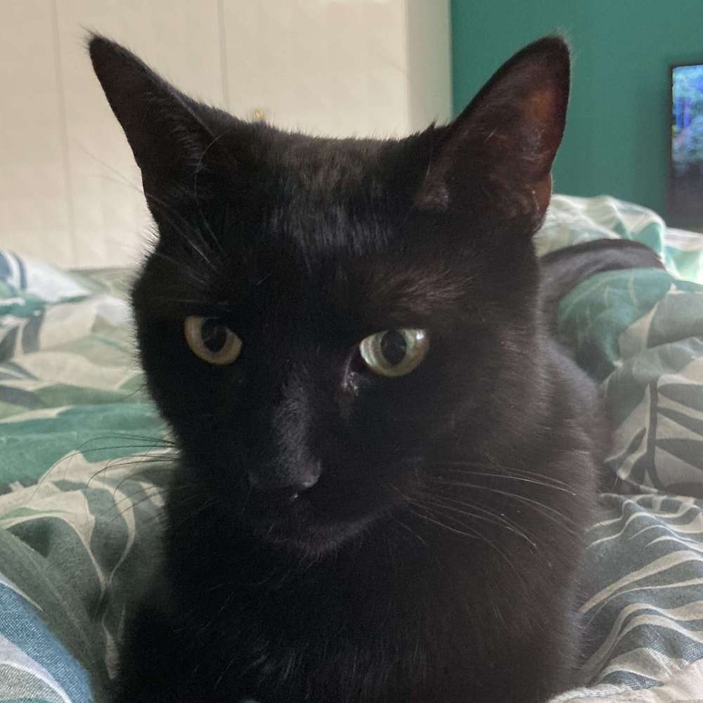 Agatha