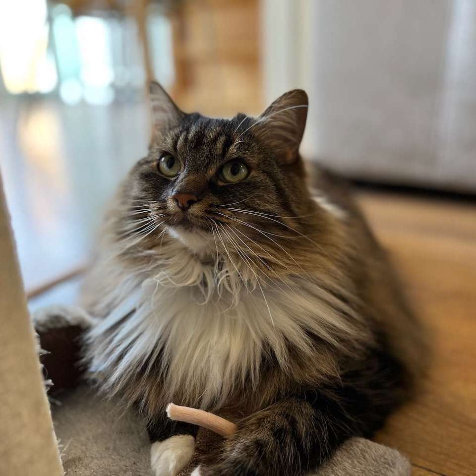 Minnie