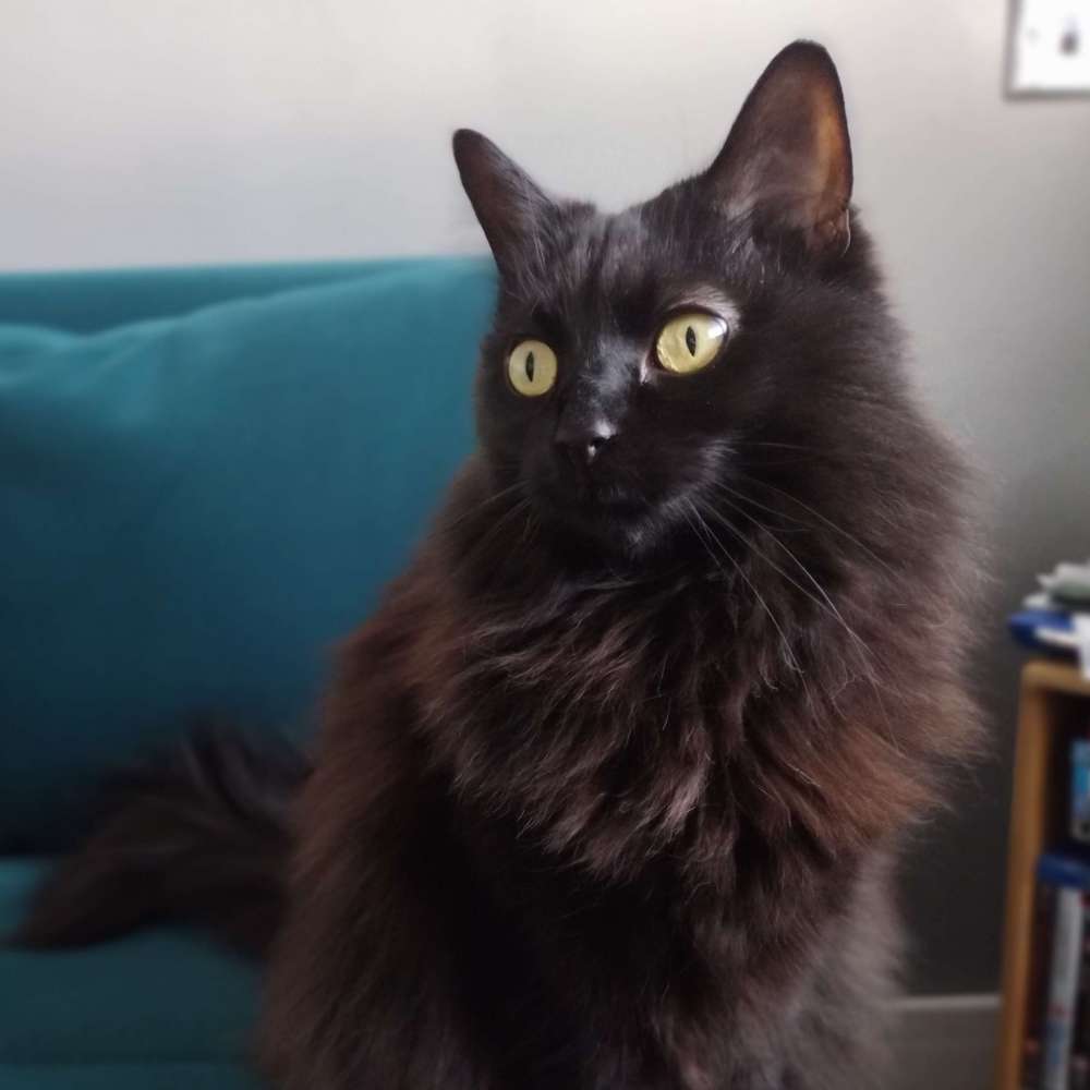 Trico
