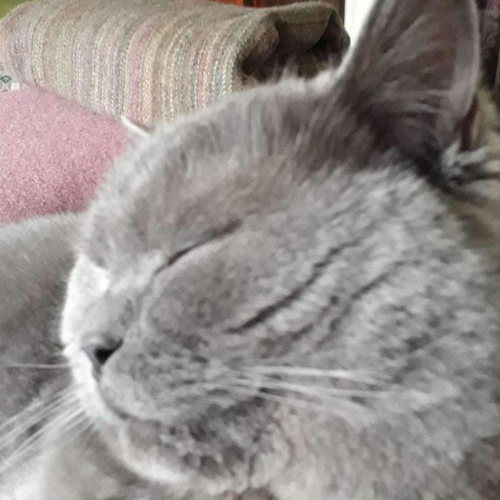 Ted