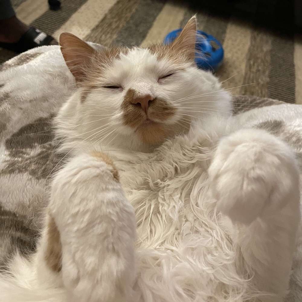 Django