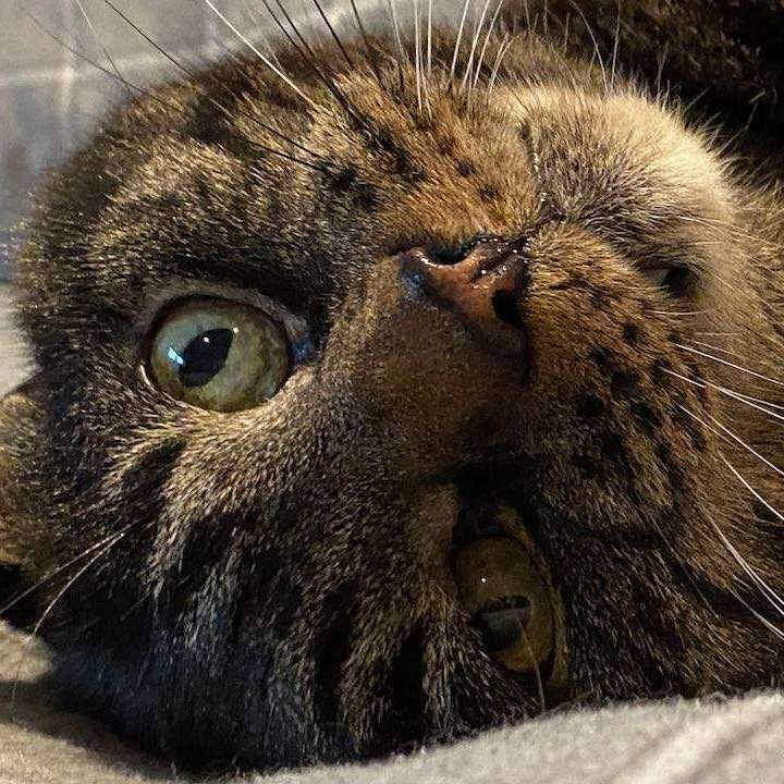 Alfie