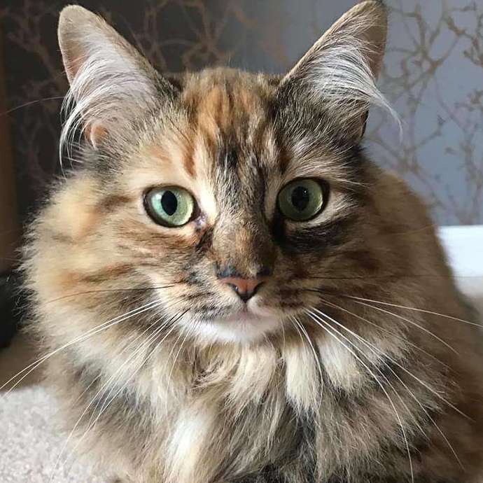 Belle