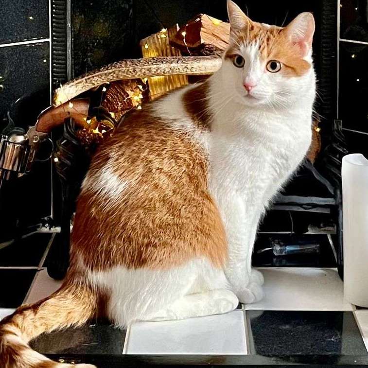 Bowie