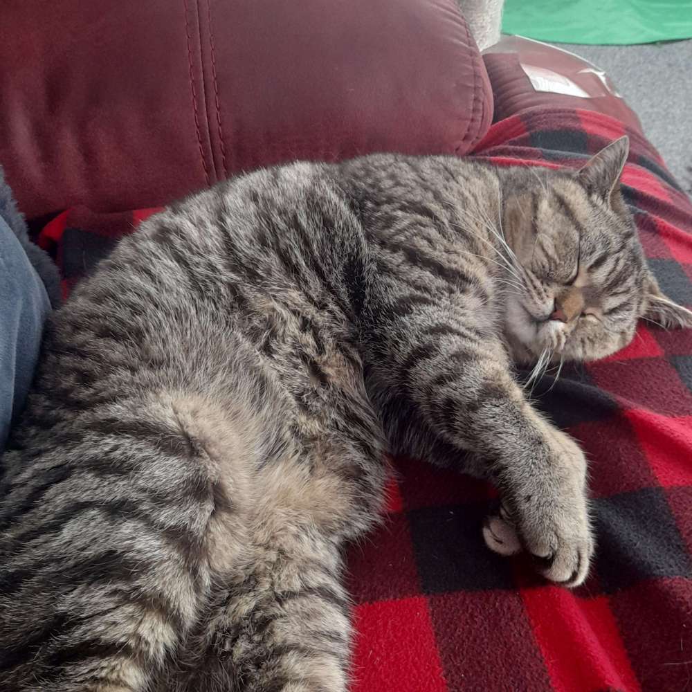 Oscar