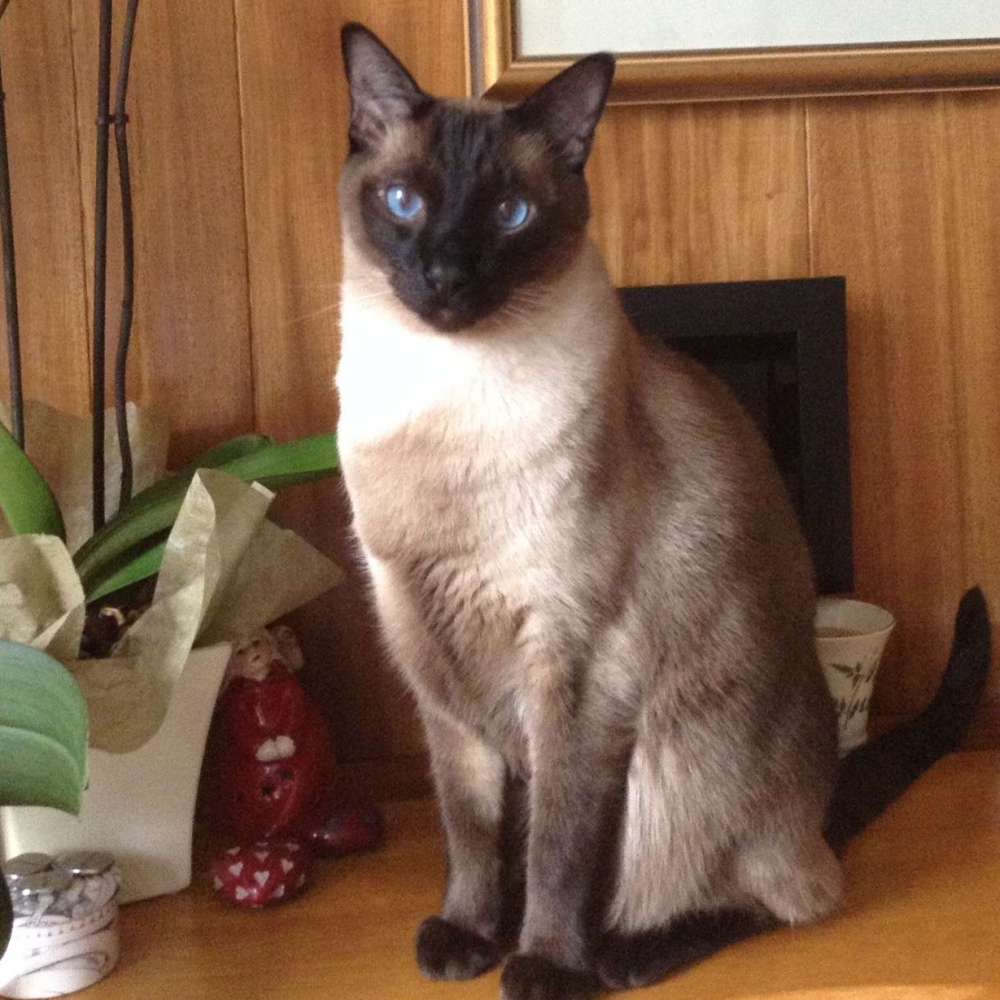 Dylan