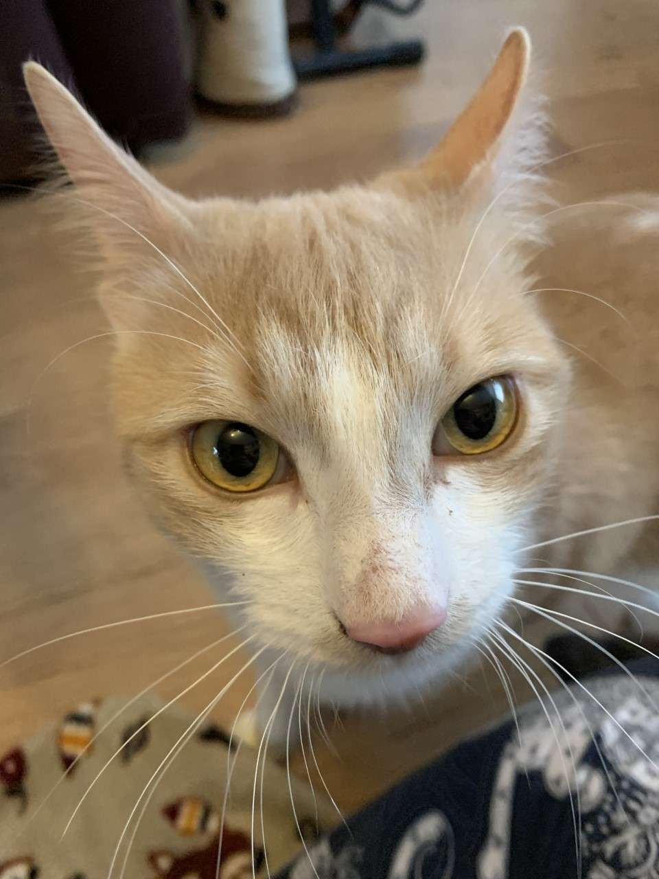 Peanut