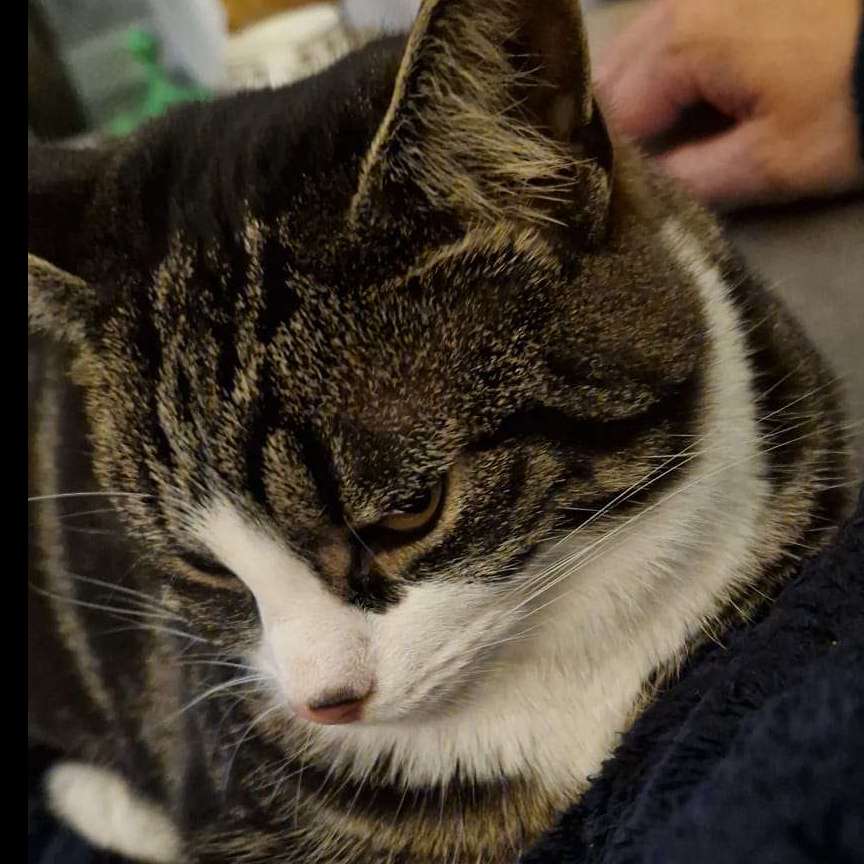 Dora
