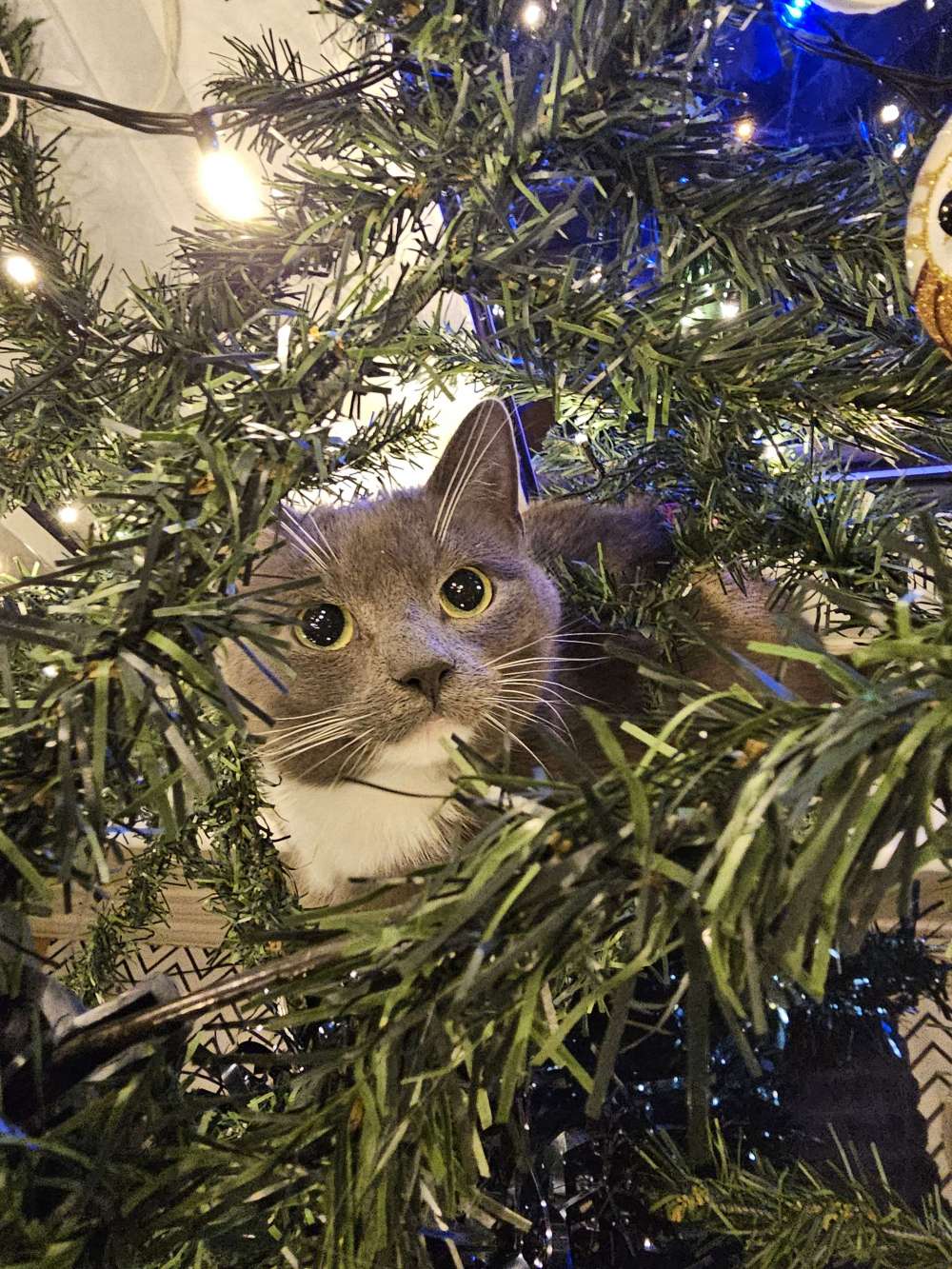 Gizmo