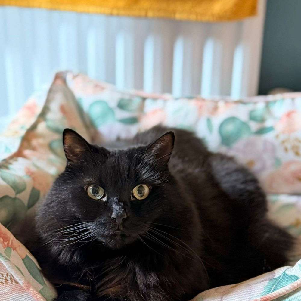 Mambo