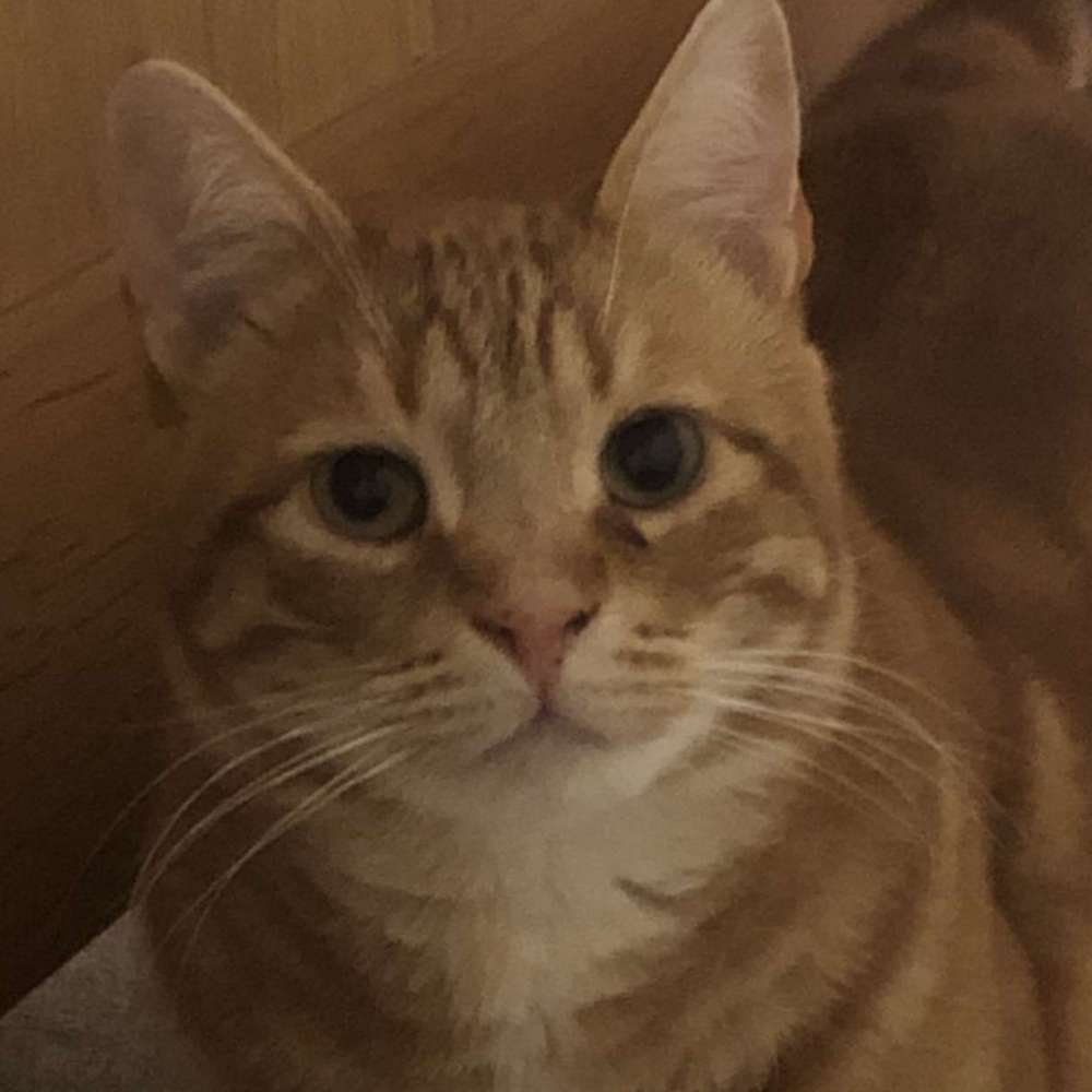 Ginger