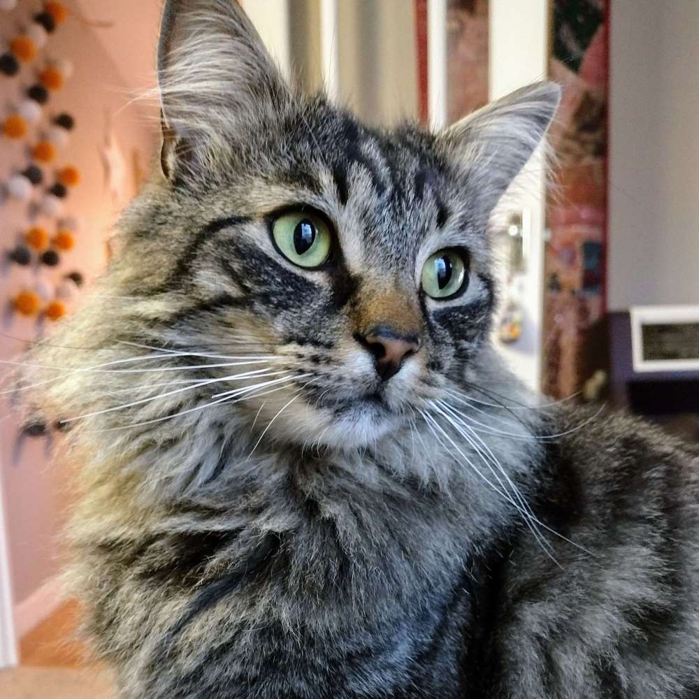 Milo
