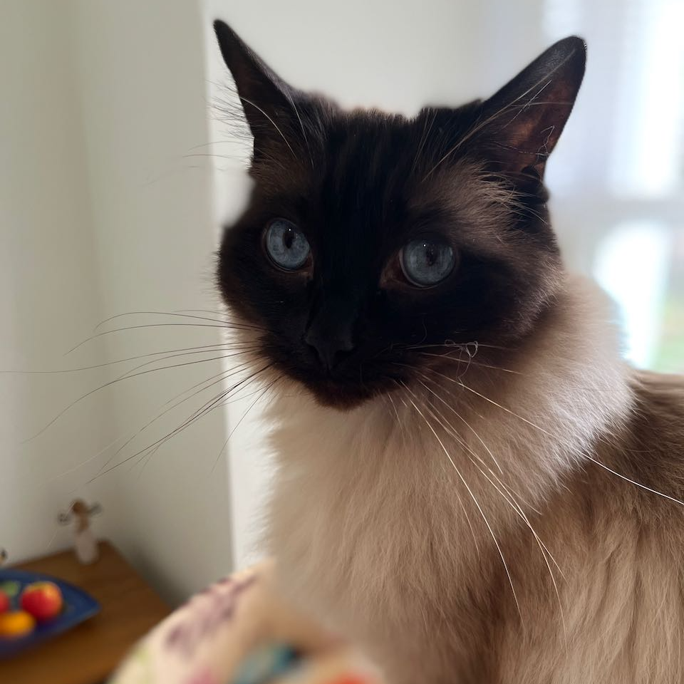 Rosie