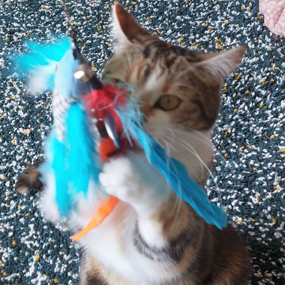 Leia