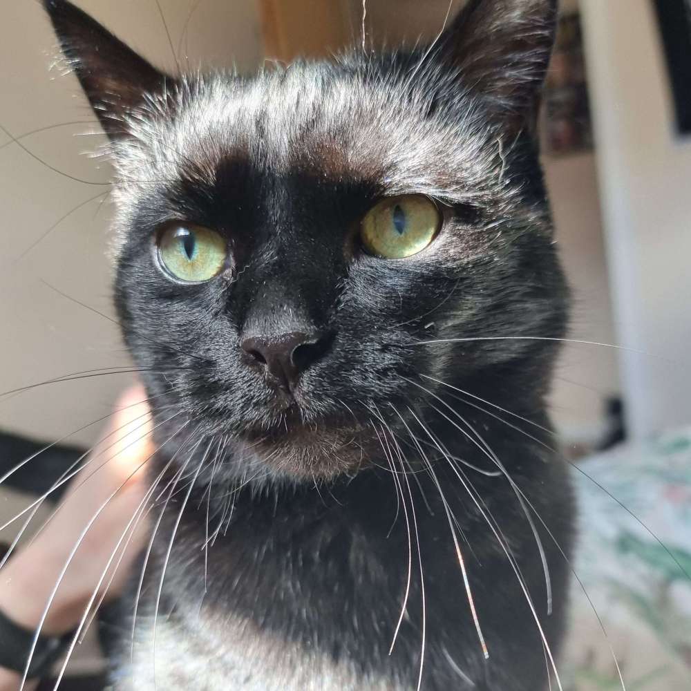 Spyro