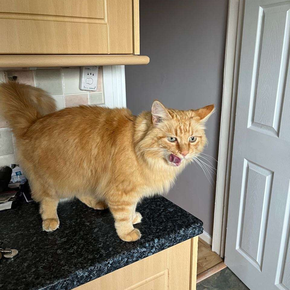Ron