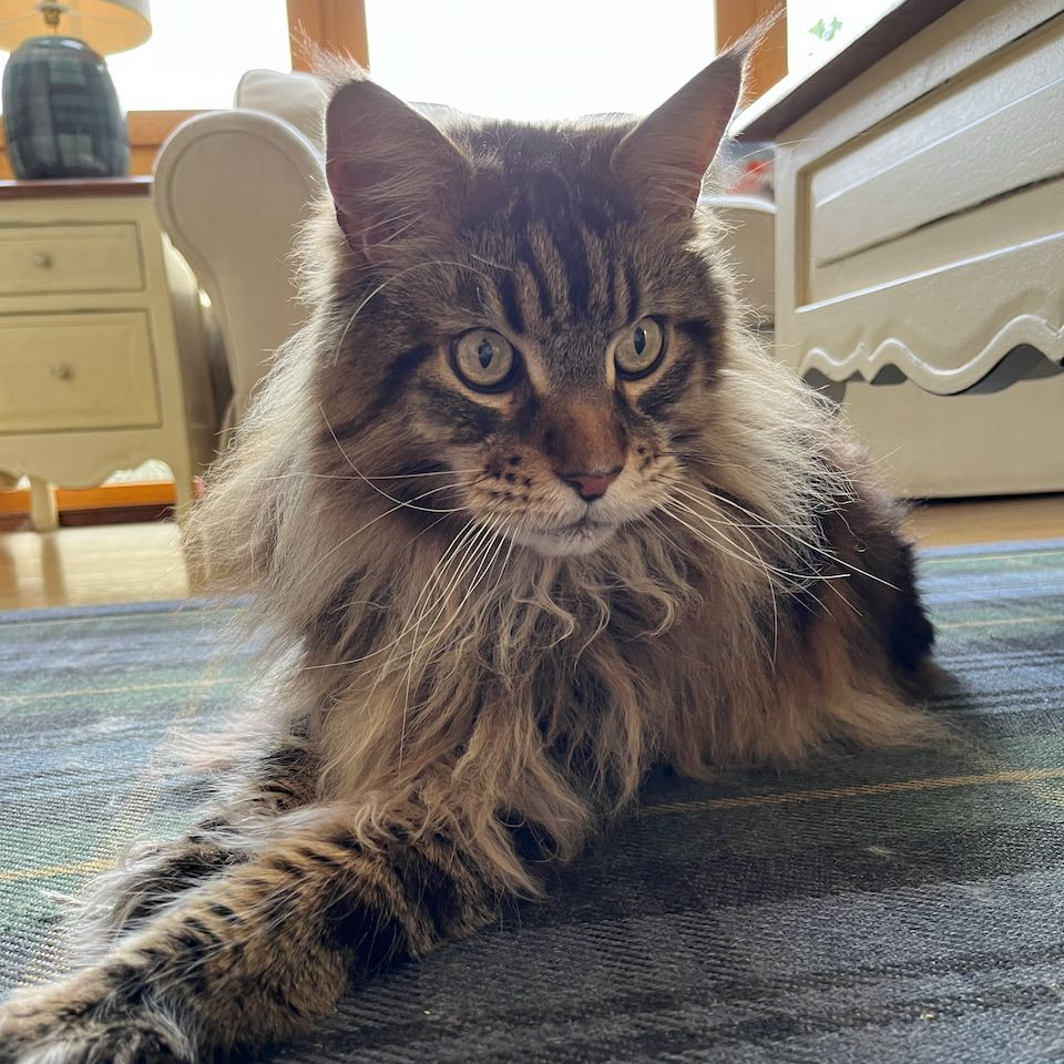 Scampi