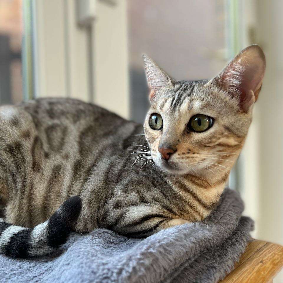 Jasmine