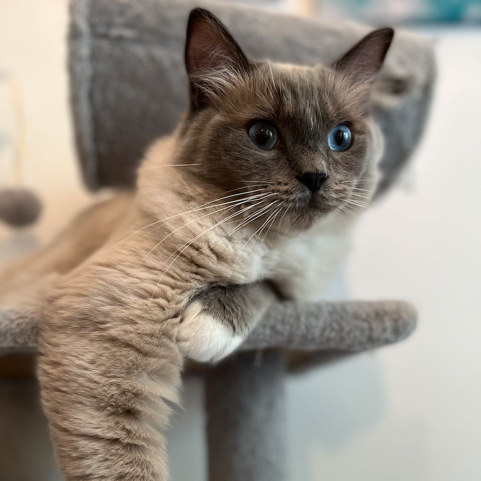 Hugo
