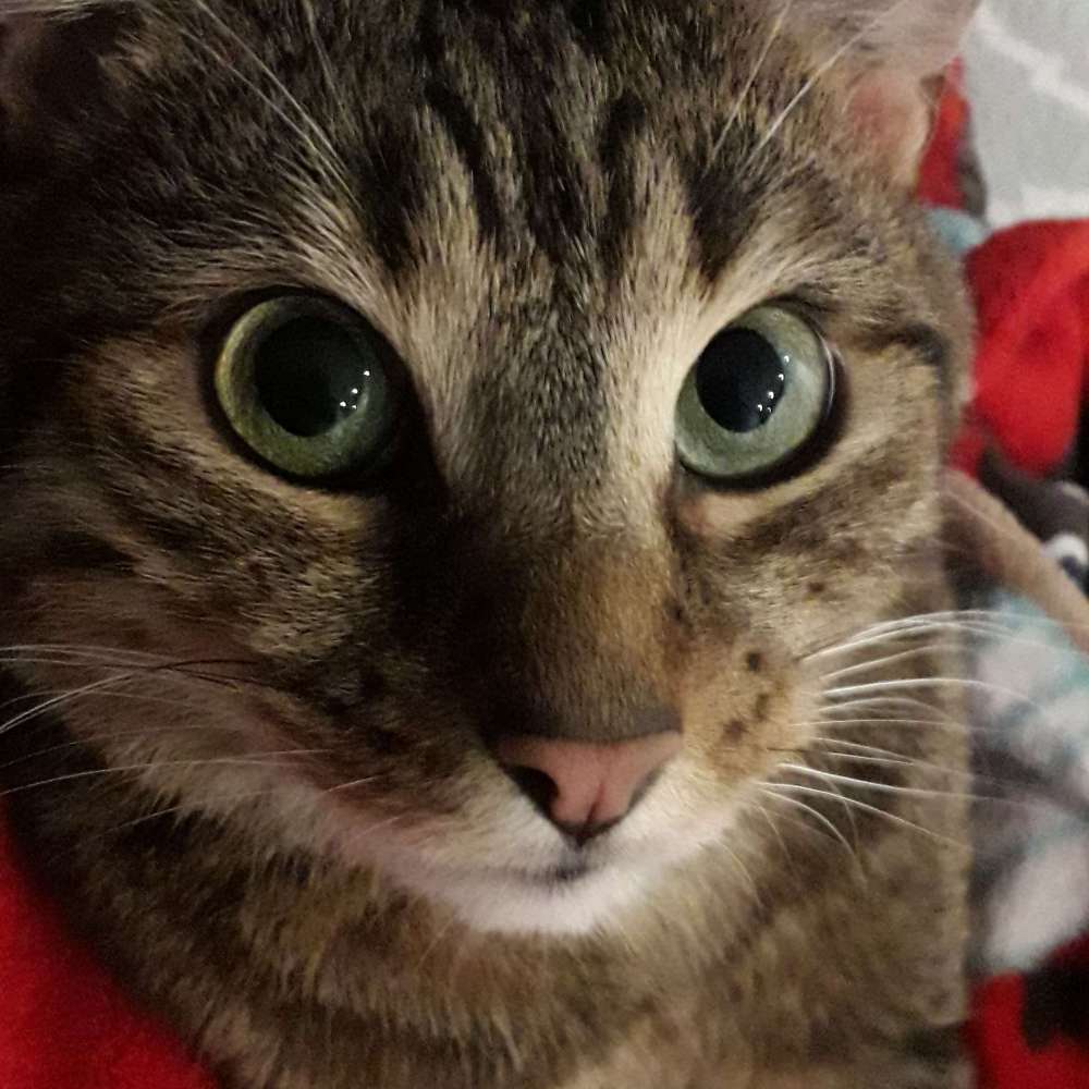 Simba