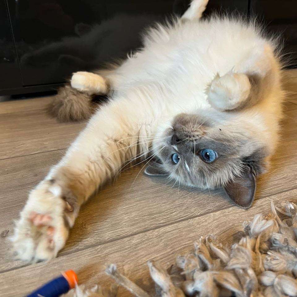 Willow