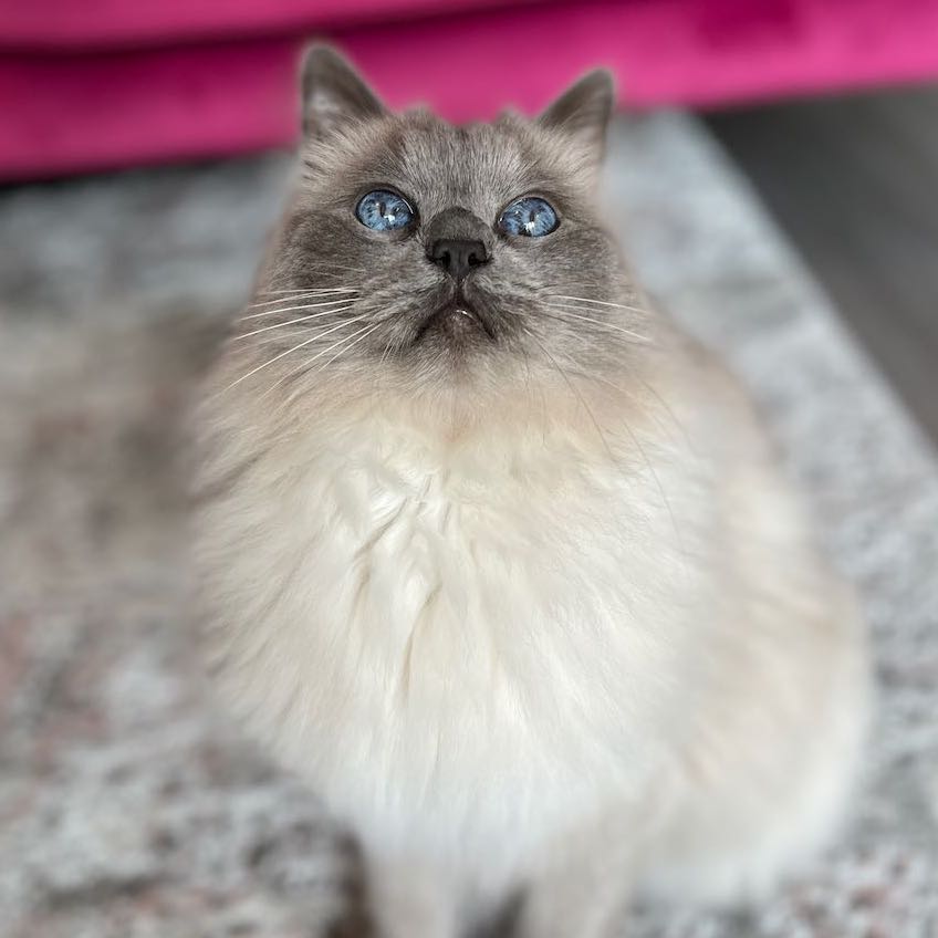 Alfie