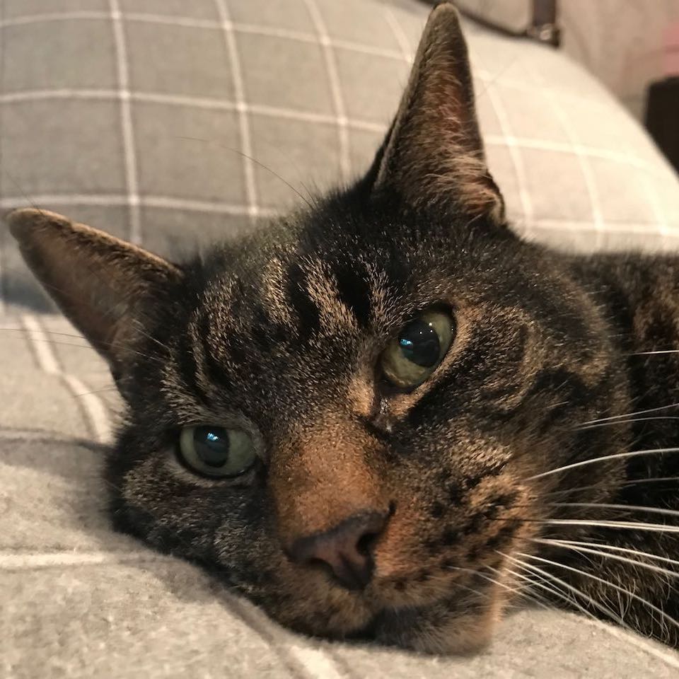 Alfie