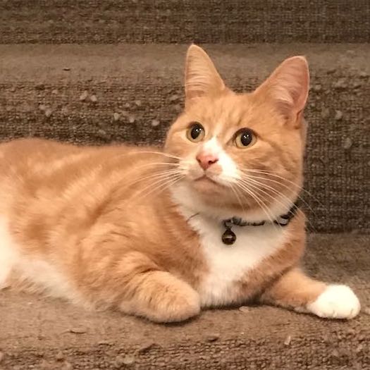 Newt