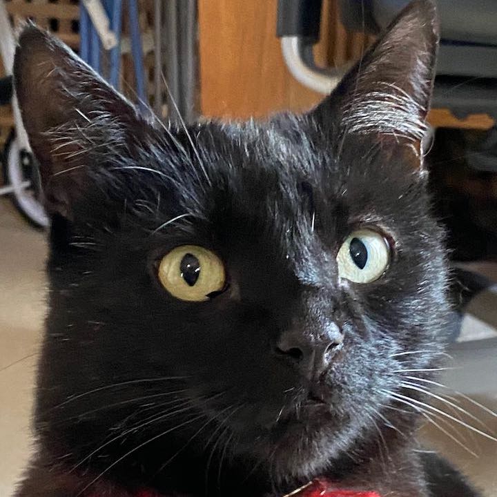 Ringo