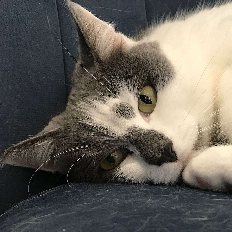 Poppy