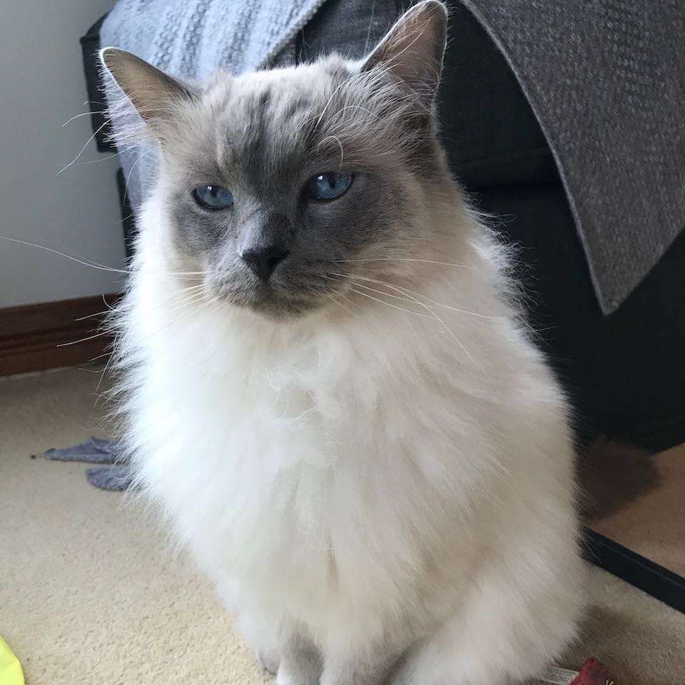 Gizmo