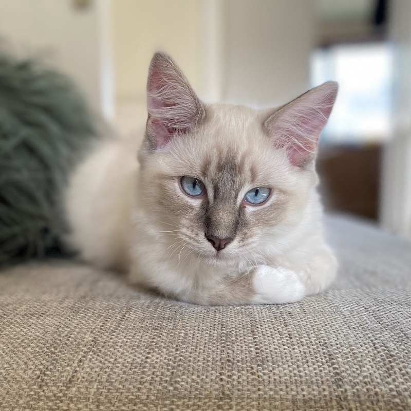 Benji