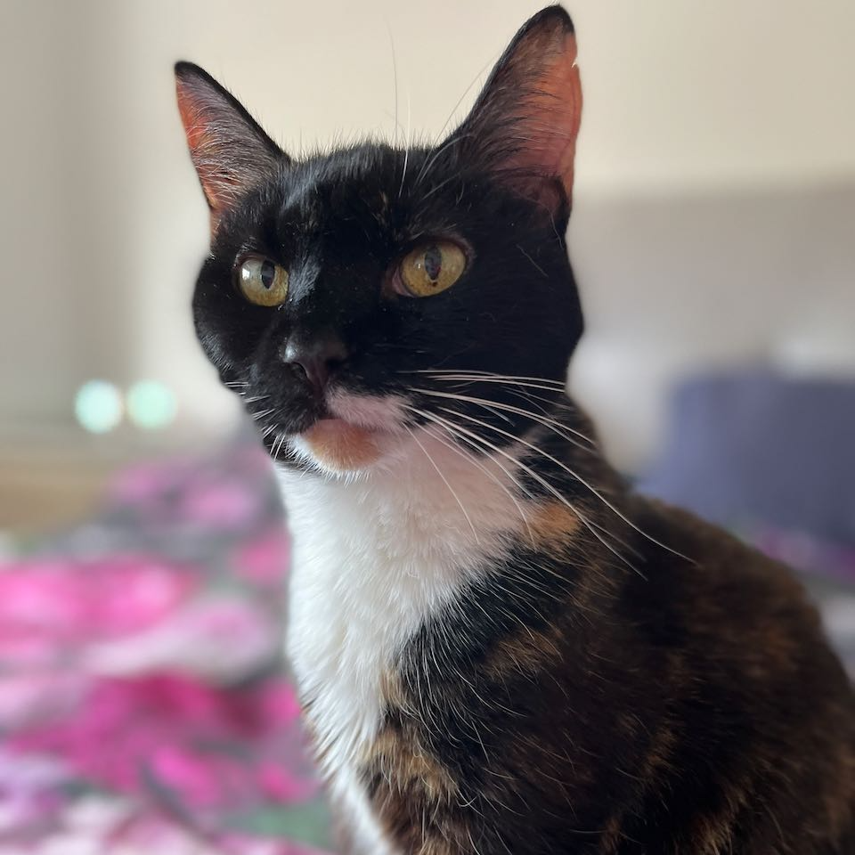 Mittens