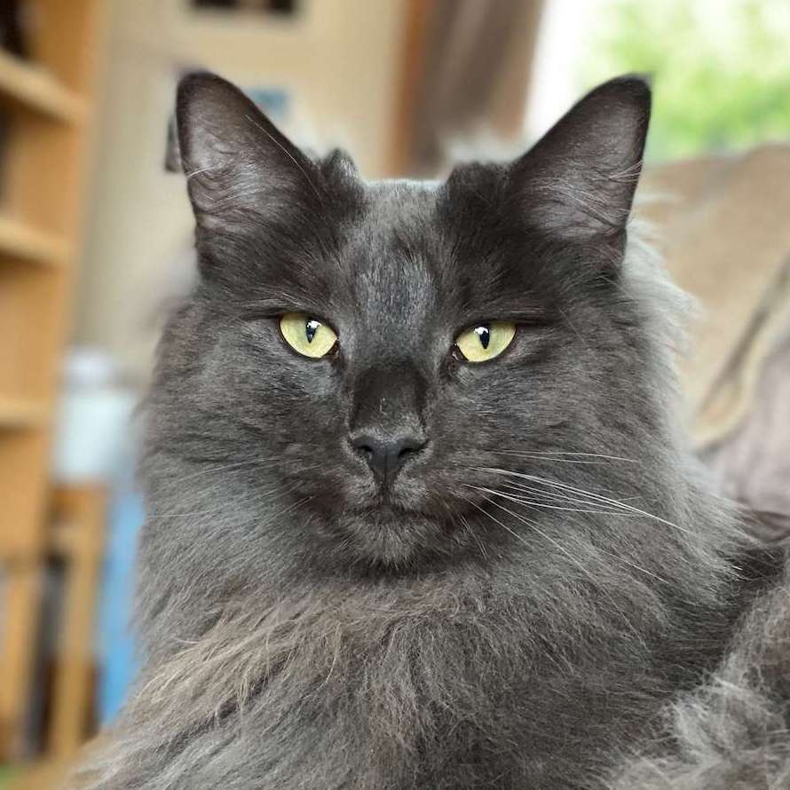 Piper