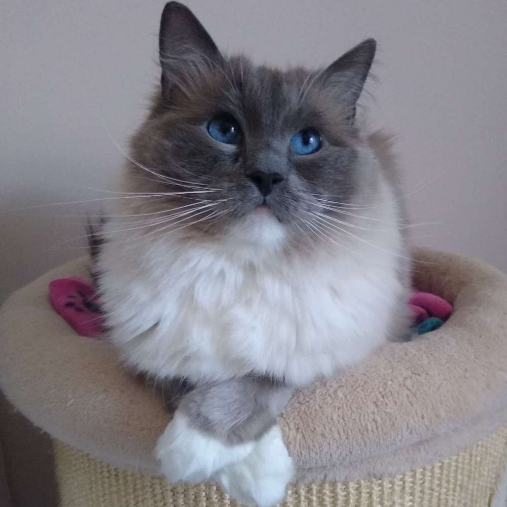 Hamish