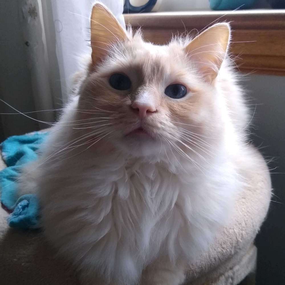 Finlay