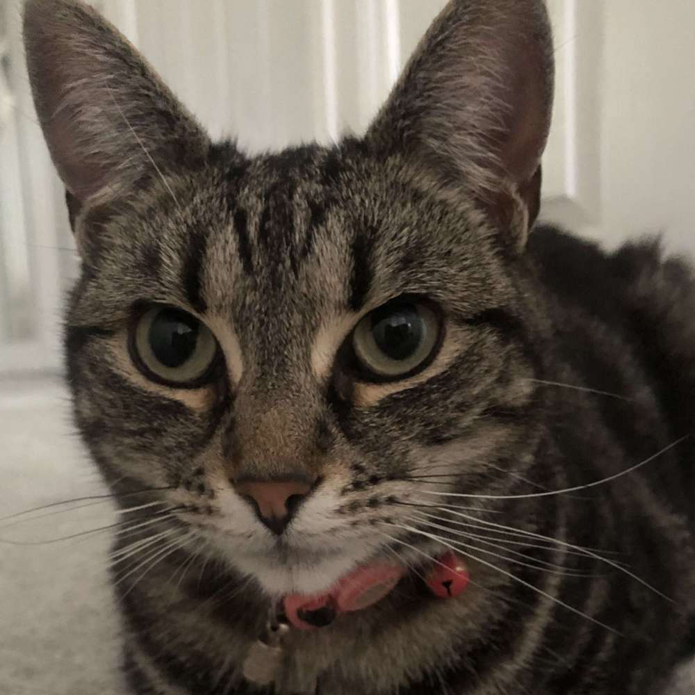 Suki