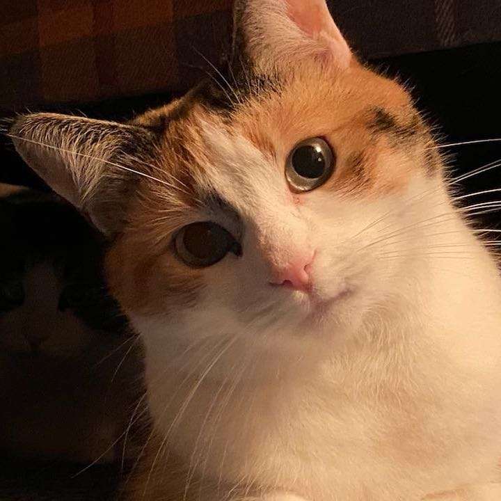 Lara
