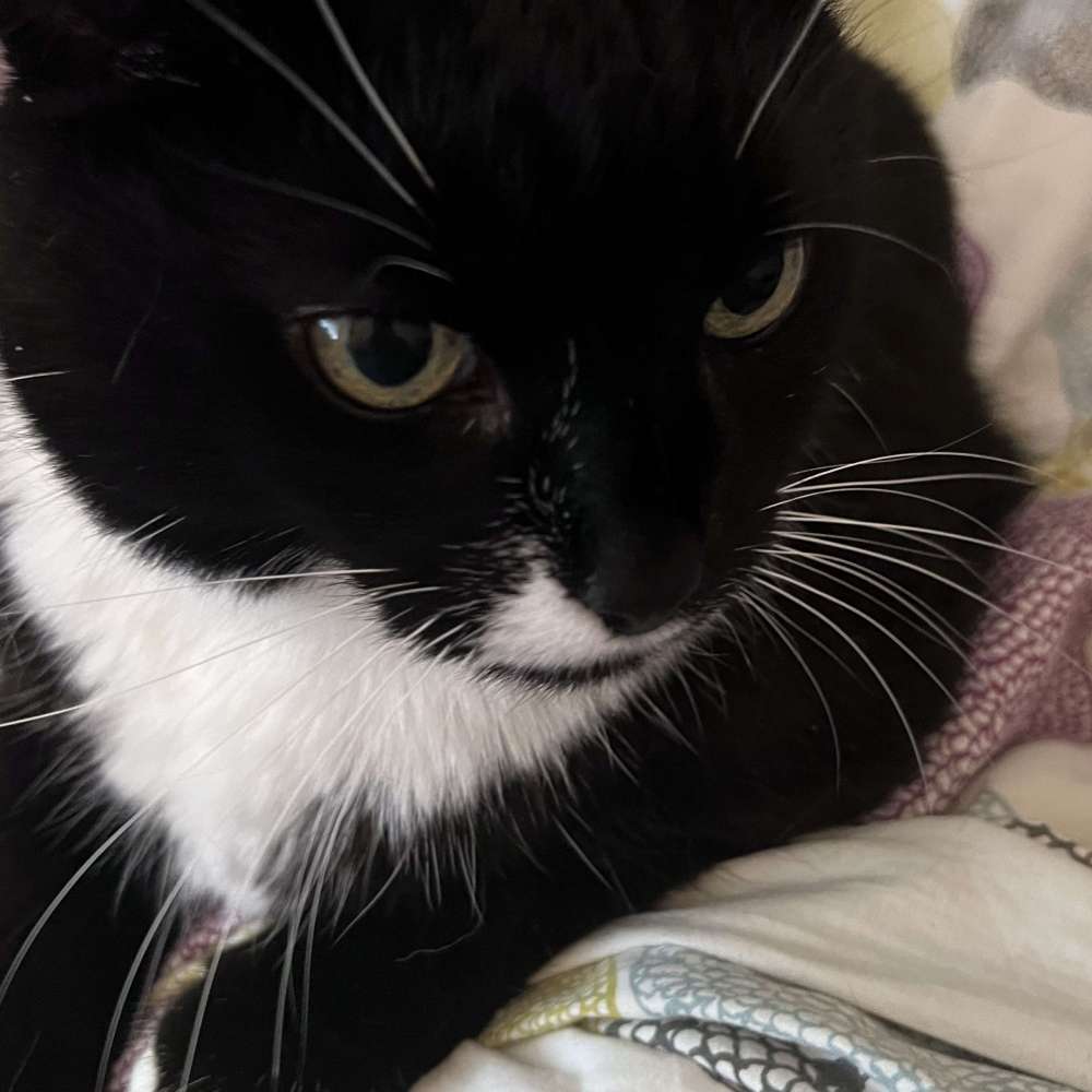 Bella